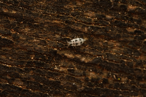Semidalis