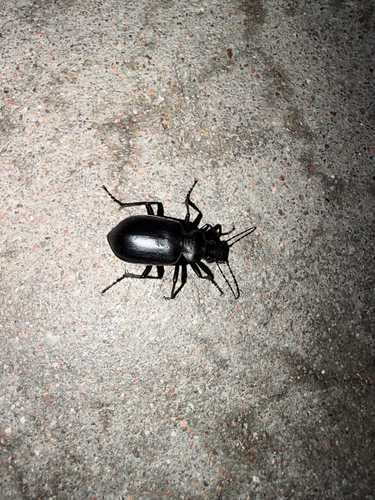 Calosoma peregrinator