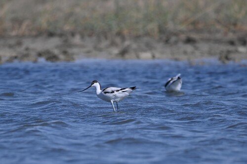 iNaturalist image
