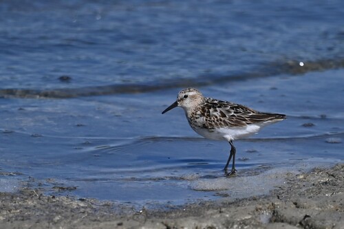 iNaturalist image