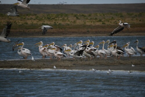 Great White Pelican