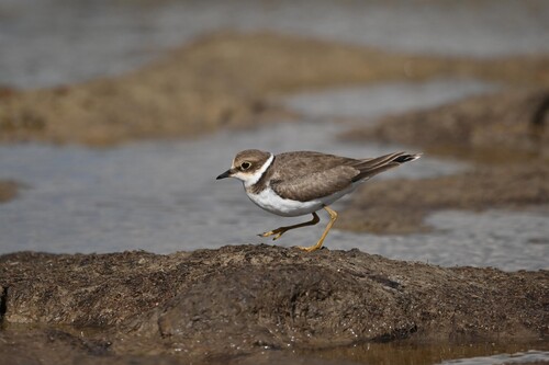 Little Ringed Plover