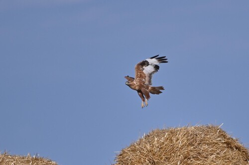 Long-legged Buzzard