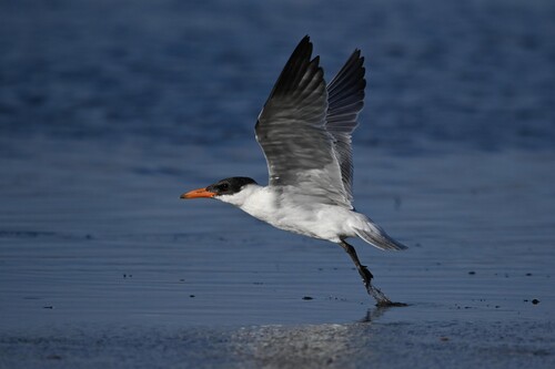 iNaturalist image
