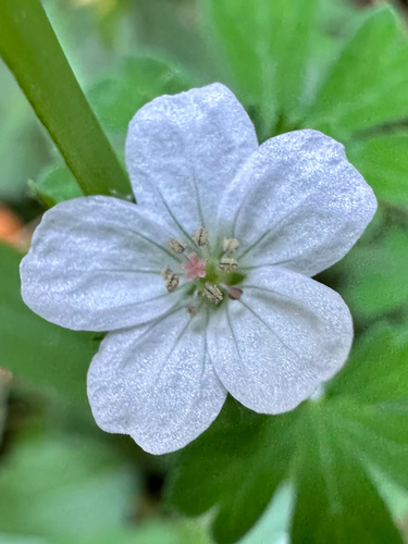 Geranium potentilloides, photograph 4