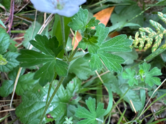 Geranium potentilloides, photograph (c) Kyle Elshoff, some rights reserved (CC BY)