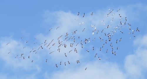 iNaturalist image