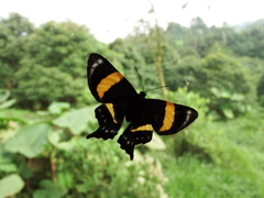 Ancyluris inca