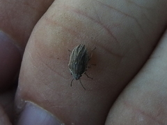 Homaemus parvulus