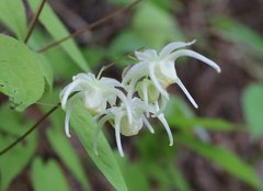 Epimedium koreanum