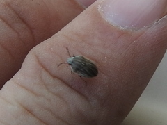 Homaemus parvulus