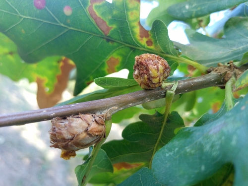 Oak Artichoke Gall Wasp