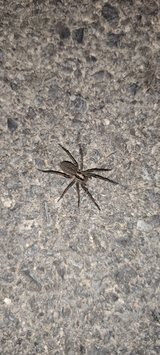 Radiated Wolf Spider