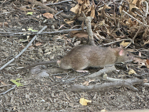Rat photographed near here on 2026-09-09