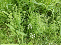 Galium obtusum