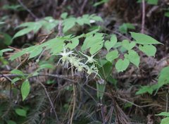 Epimedium koreanum