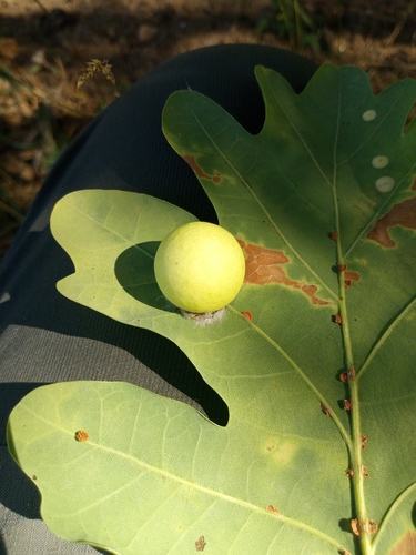 Cherry Gall Wasp