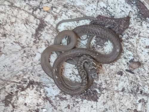 Green Whip Snake