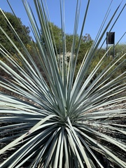 Hesperoyucca whipplei