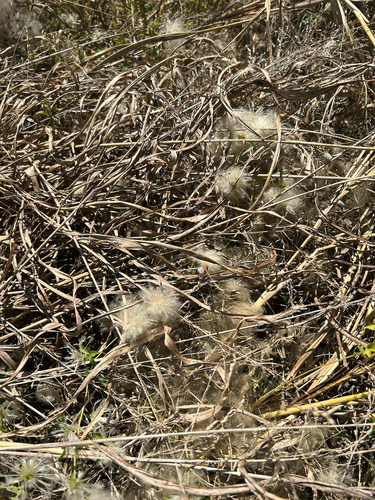 Clematis drummondii, photograph 4