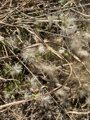 Clematis drummondii, photograph 3