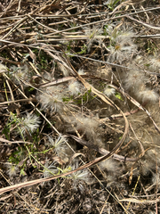 Clematis drummondii, photograph (c) Alec Gosewehr, some rights reserved (CC BY-SA)
