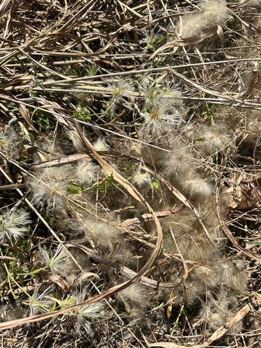 Old Man's Beard Clematis