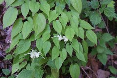 Epimedium koreanum