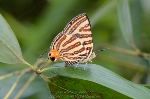 Long-banded Silverline