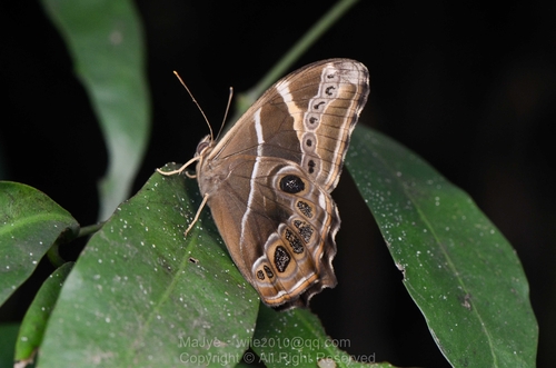 Bamboo Treebrown