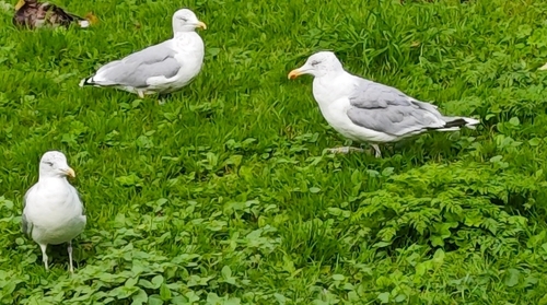 European Herring Gull