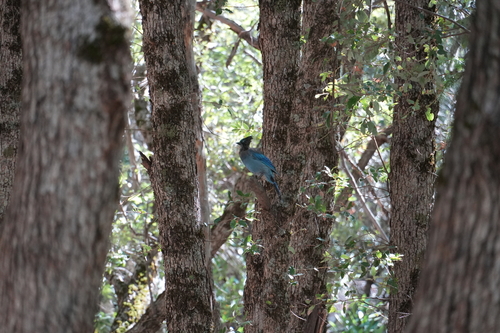 iNaturalist observation photo of Steller's Jay