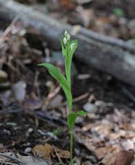 Cephalanthera erecta