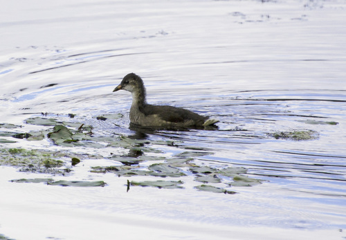 iNaturalist image