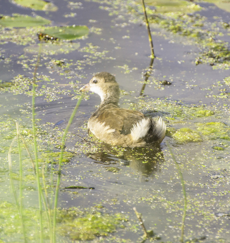 iNaturalist: (c) ryatova_natalya, some rights reserved (CC BY-NC), uploaded by ryatova_natalya iNaturalist image