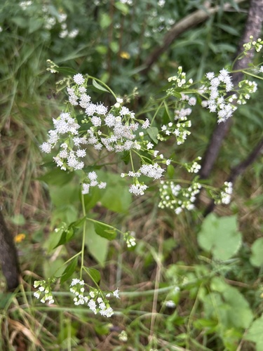 white snakeroot