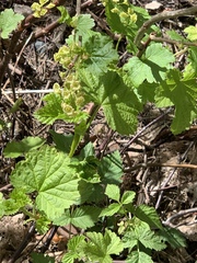 Ribes alpinum