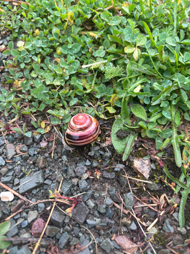 Brown-lipped Snail