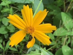 Coreopsis auriculata