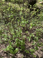 Ribes alpinum