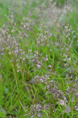 Poa supina