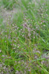 Poa supina