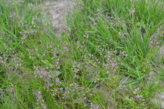 Poa supina