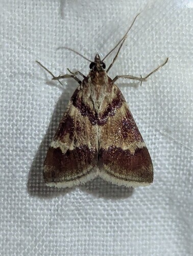 Mimoschinia rufofascialis