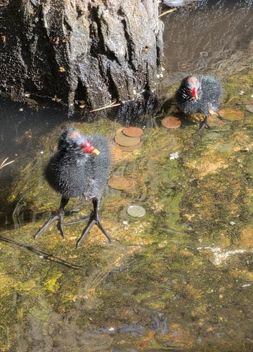 iNaturalist image