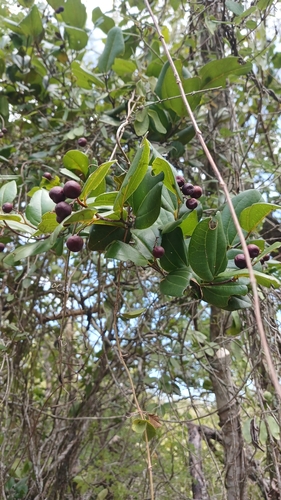 Sarcomphalus domingensis