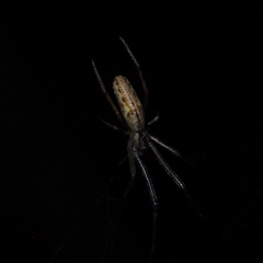 Tetragnatha praedonia
