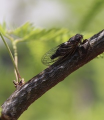 Platypedia vanduzeei