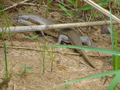 Trachylepis perrotetii