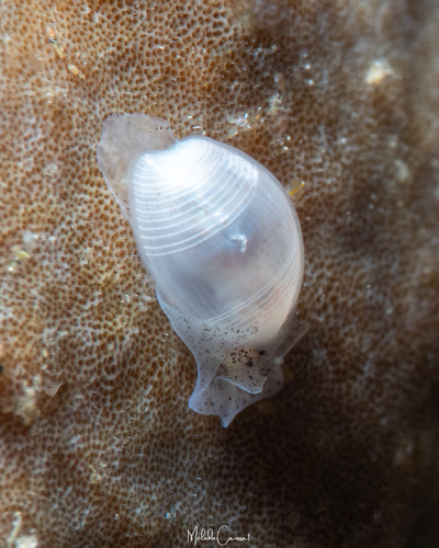 Atys semistriata observed 2026-08-09